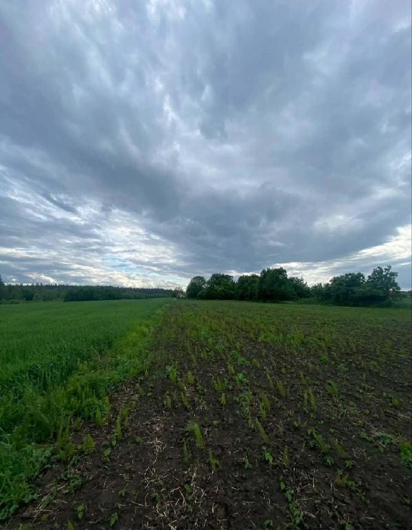 земля продам село Бовкун, фото 4 з 12