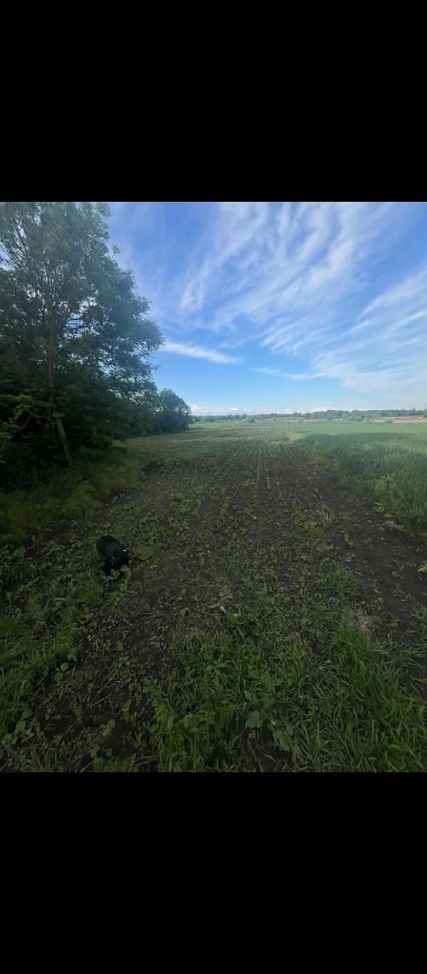 земля продам село Бовкун, фото 6 з 12