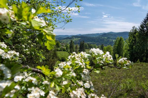  - фото нерухомості
