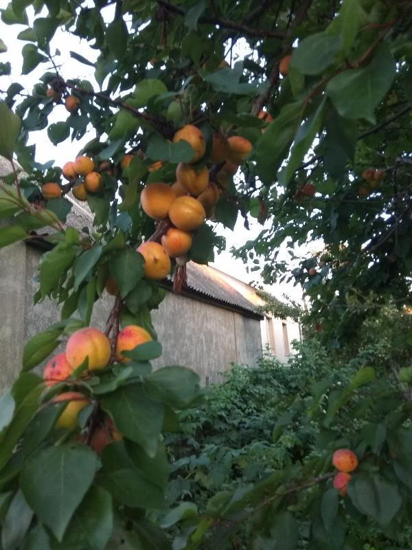 плодові дерева кущі - фото нерухомості