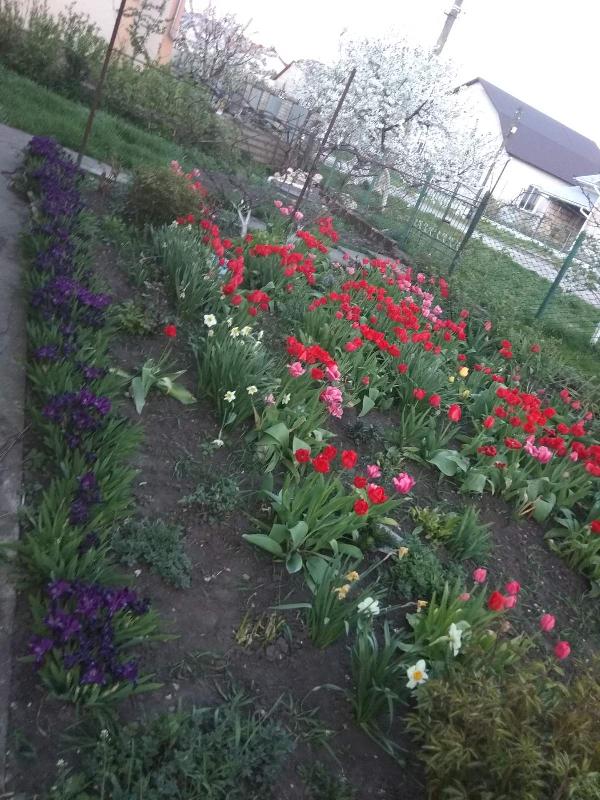 Квіти які завжди зустрічають повертаючись додому... - фото нерухомості