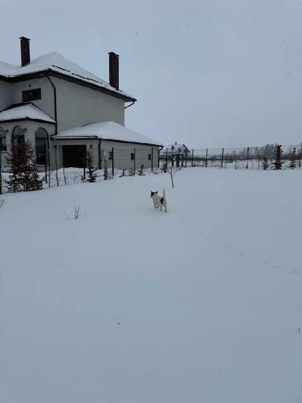 будинок продам село Богданівка, фото 4 з 24