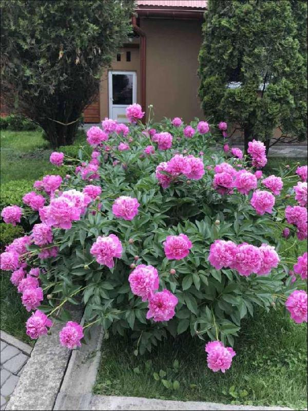 будинок продам місто Хуст, фото 15 з 24