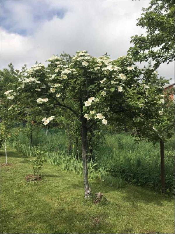 будинок продам місто Хуст, фото 16 з 24