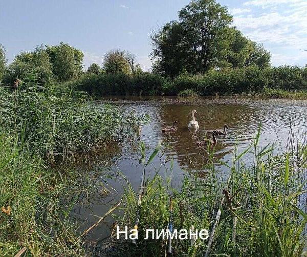будинок продам село Бурдівка, фото 23 з 24