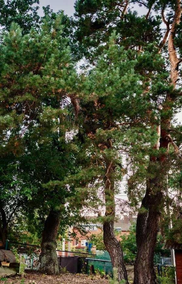 земля продам село Плюти, фото 5 з 9