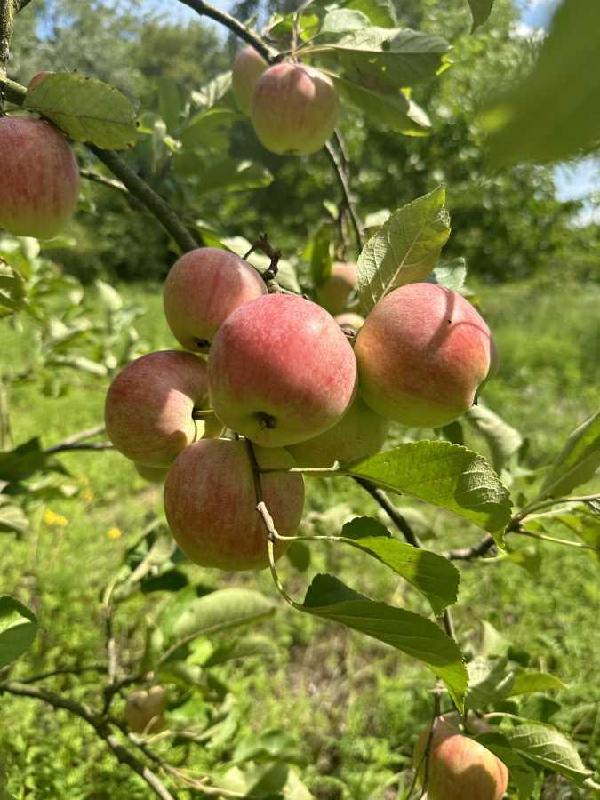 земля продам село Вишеньки, фото 8 з 10