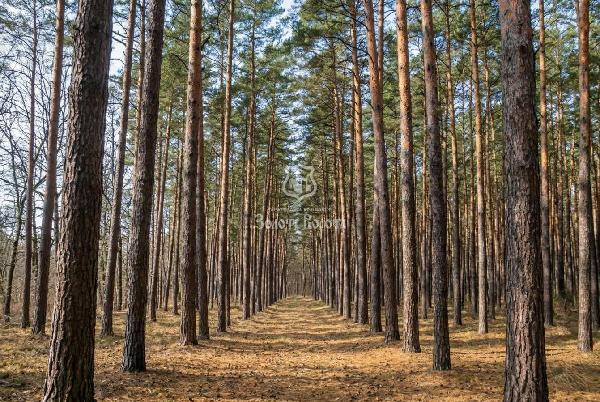 земля продам село Козин, фото 2 з 4