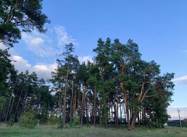 земля продам село Новосілки, фото 9 з 19